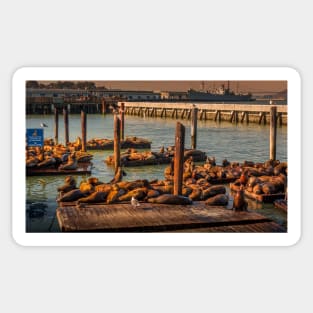 Sea Lions At Pier 39 San Francisco 3 Sticker